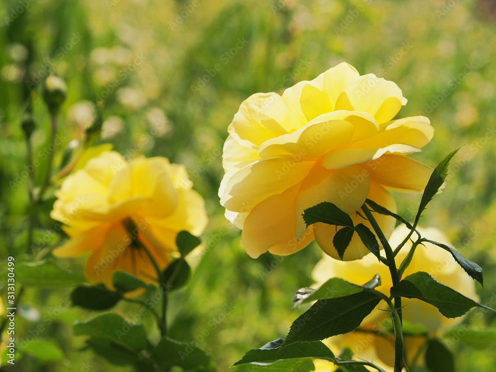 薔薇 薔薇