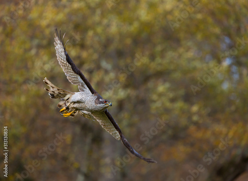 NORTHERN GOSHAWK (Accipiter gentilis)