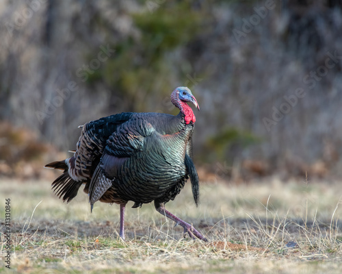 A male wild Turkey strutting in the woods of Southwest Okalhoma