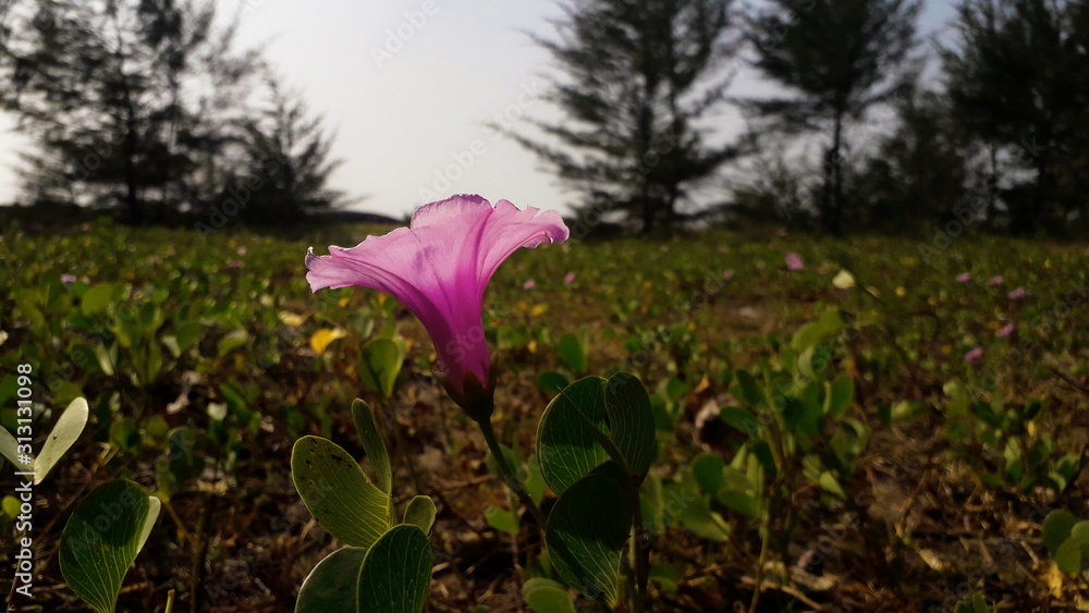 Pink Morning Glory Flowers On The Beach