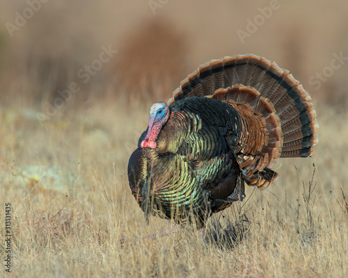 A male wild Turkey strutting in the woods of Southwest Okalhoma