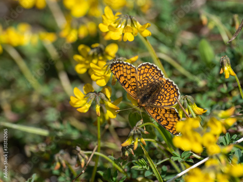 Glanville Fritillary (Melitaea cinxia ) butterfly photo