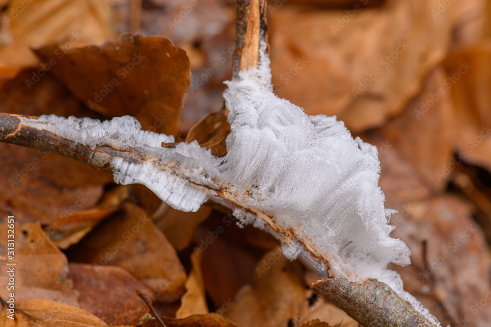 Hair ice on dead wood, ice wool or frost beard, hairy ice look like