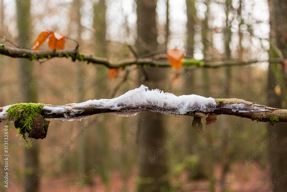 Hairy ice look like white hair, stringy filamentous ice structures