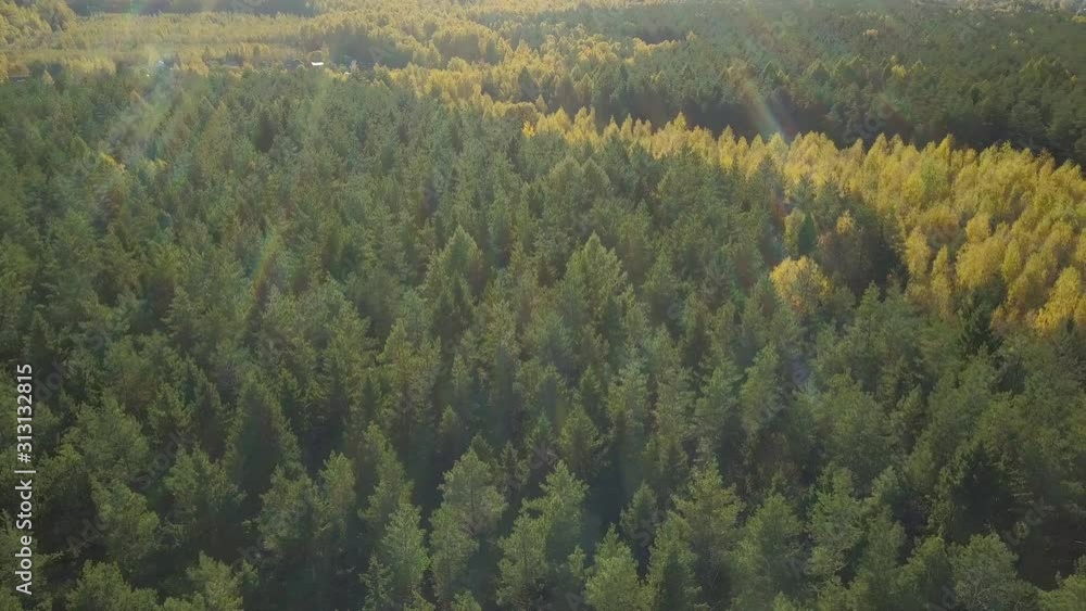 A stunning view of the autumn forest with green coniferous pines and yellow birches. Top view drone landscape. A stunning view of the autumn forest with green coniferous pines and yellow birches. Top view drone landscape.