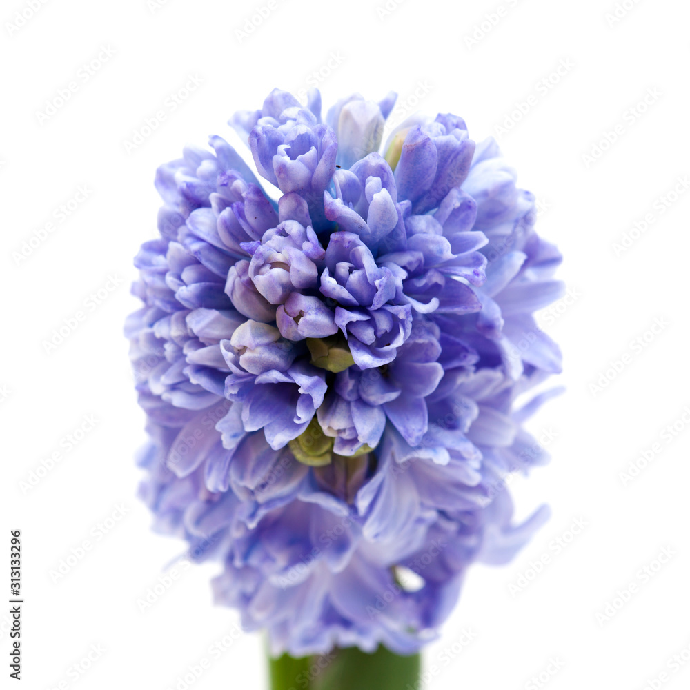 Fototapeta blue Hyacinth isolated on white
