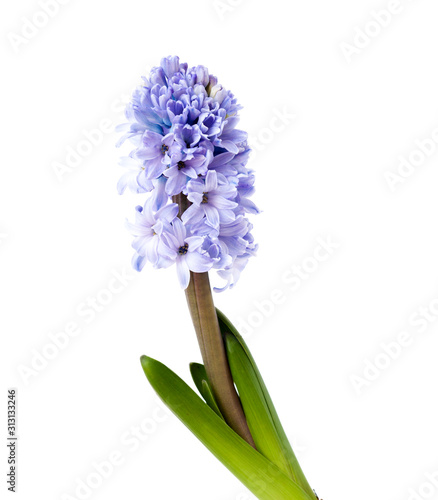 blue Hyacinth isolated on white