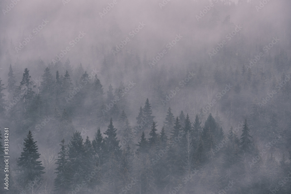 dense fog in the spruce photographed from height