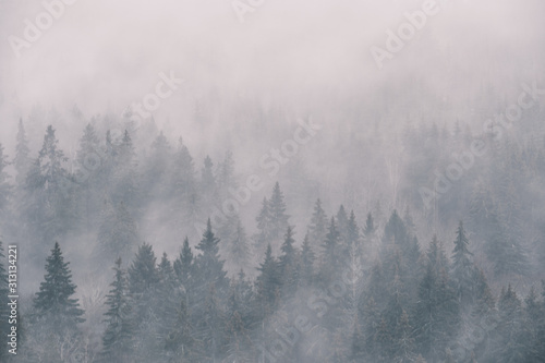dense fog in the spruce photographed from height