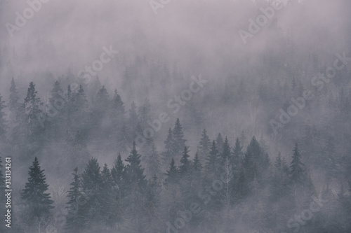 dense fog in the spruce photographed from height © Kilman Foto