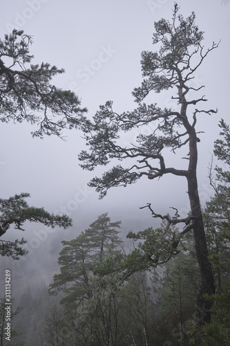  pines at a height with dense fog in the background