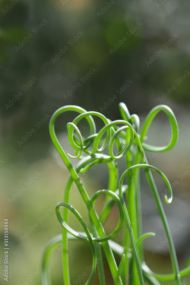 Φωτογραφία Corkscrew albuca Frizzle Sizzle