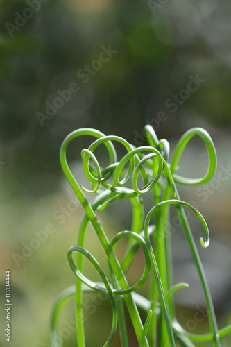 Tablou pe pânză Corkscrew albuca Frizzle Sizzle