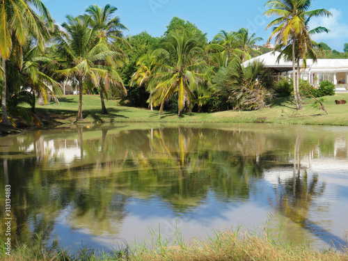 Tropical park with palm trees reflected in waters of a lake. White Caribbean houses and blue sky. © Su Nitram