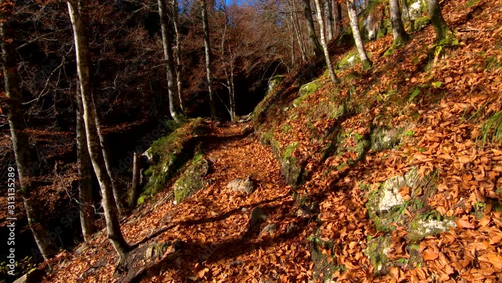 Walking forward moving on forest pathway covered with leaves in autumn season Walking forward moving on forest pathway covered with leaves in autumn season