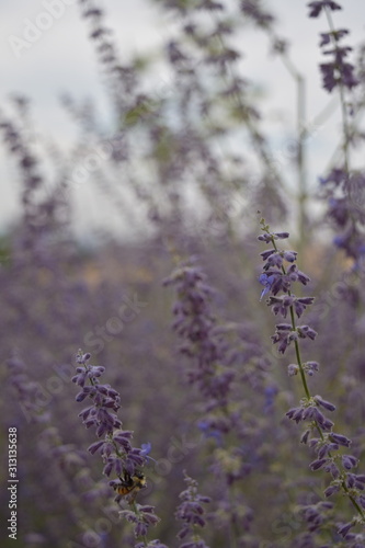 Bee on Purple Lavender Flower