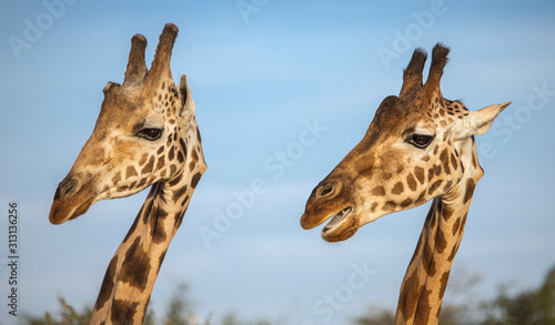 two giraffes in nature photo