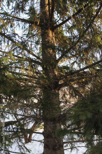 The trunk of a spruce tree that grows in the garden