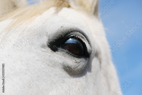 Close up of horse eye of gray mare  shows kind eyes of farm animal.