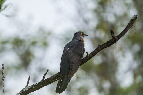 Rufous-chested cuckoo