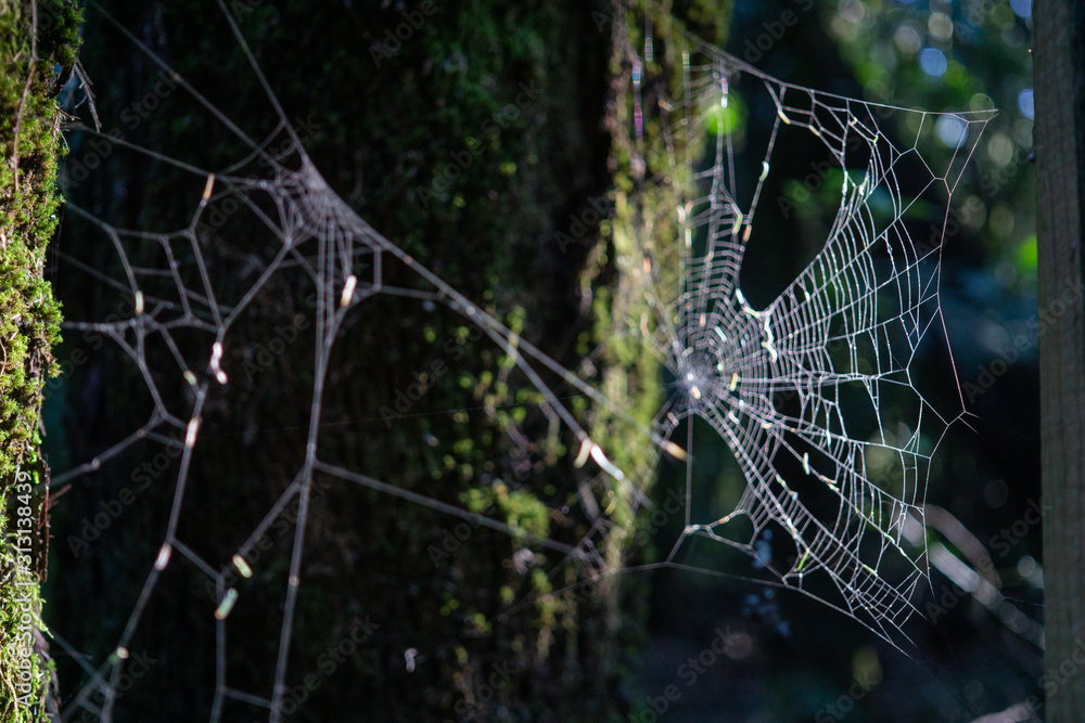 Gran tela de araña entre los arboles de un bosque