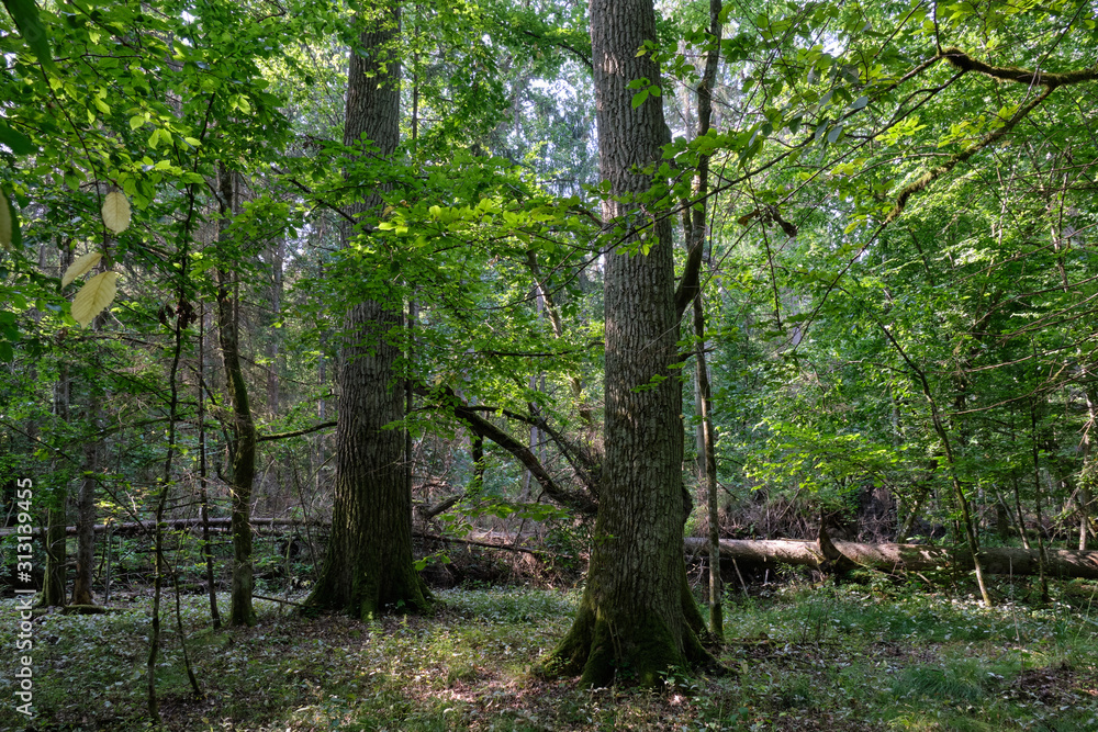 Deciduous stand with hornbeams and oaks Deciduous stand with hornbeams and oaks
