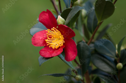 camellia sasanqua