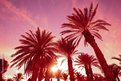 Palm trees against the sunset sky. Tropical nature background. Palm trees bottom view