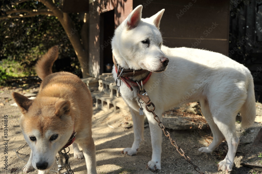 何かに気を取られている紀州犬と柴犬の午後のひと時 Stock Photo Adobe Stock 何かに気を取られている紀州犬と柴犬の午後のひと時 Stock Photo Adobe Stock