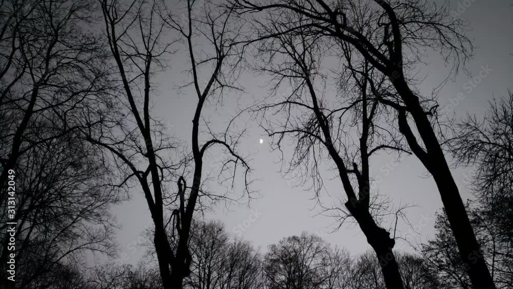 calmly, trees in winter, tree branche silhouettes against the dark sky, sunset, gray shades, crimson tones, the bright moon shines in the form of a small white point calmly, trees in winter, tree branche silhouettes against the dark sky, sunset, gray shades, crimson tones, the bright moon shines in the form of a small white point