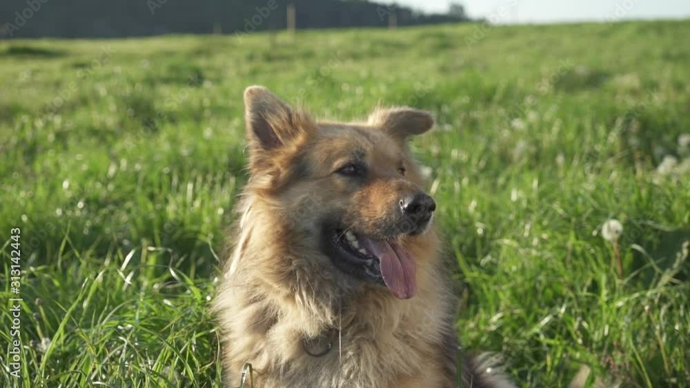 Dog in farm on the grass Dog in farm on the grass