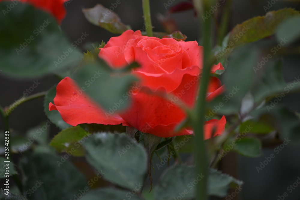 Obraz premium a bright beautiful rose flower bloomed in the garden on a summer afternoon