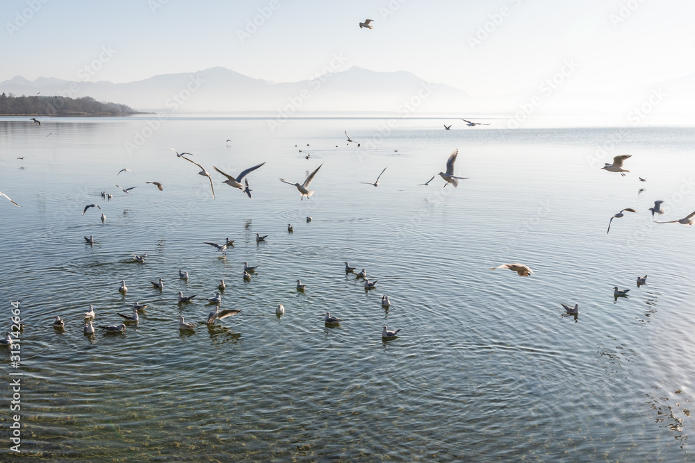 Möwen im Gegenlicht am Chiemsee vor Bergpanorama