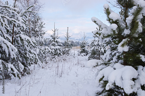 Las i pola w zimę zasypane śniegiem