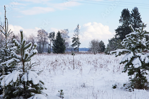 Las i pola w zimę zasypane śniegiem photo