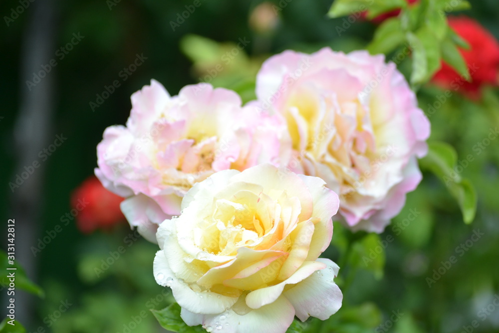 a bright beautiful rose flower bloomed in the garden on a summer afternoon a bright beautiful rose flower bloomed in the garden on a summer afternoon