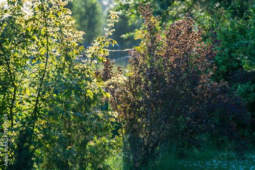 Fototapeta Naklejka Na Ścianę i Meble -  ornamental garden shrubs in spring, with a brown Physocarpus opulifolius in focus on a green background; rich burgundy red foliage, back light