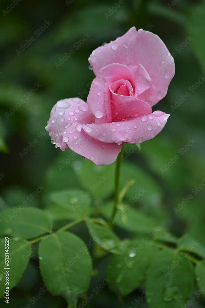 a bright beautiful rose flower bloomed in the garden on a summer afternoon