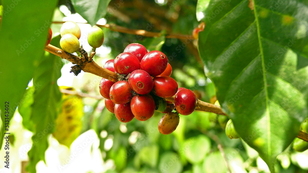 Obraz premium Robusta coffee beans on the bush