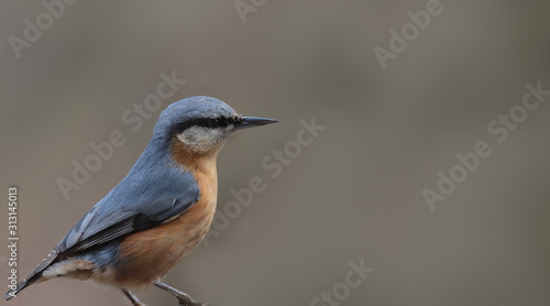 Nuthatch in a pose of anxiety stands on a blurred brown background
