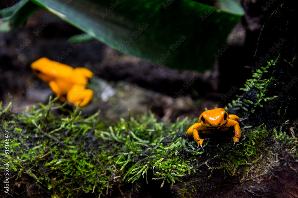Obraz premium Golden poison frog close up (Phyllobates terribilis)
