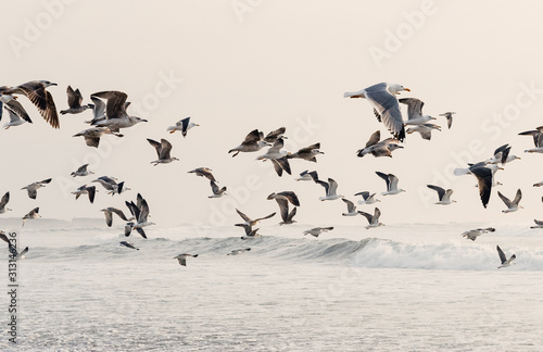 Tableau sur toile Seagull Flight
