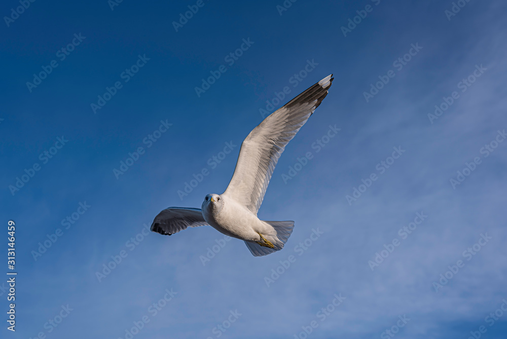 Obraz premium Seagull