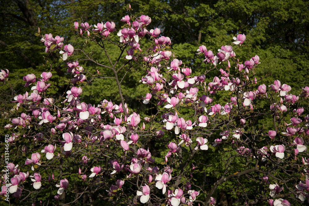 Blooming tree in spring with pink flowers