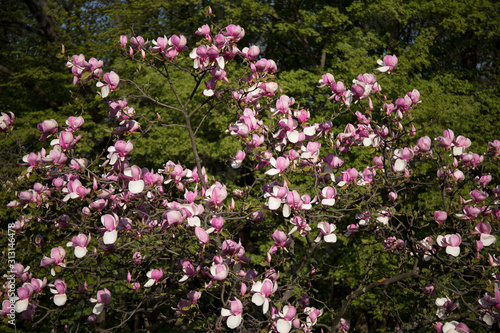 Blooming tree in spring with pink flowers