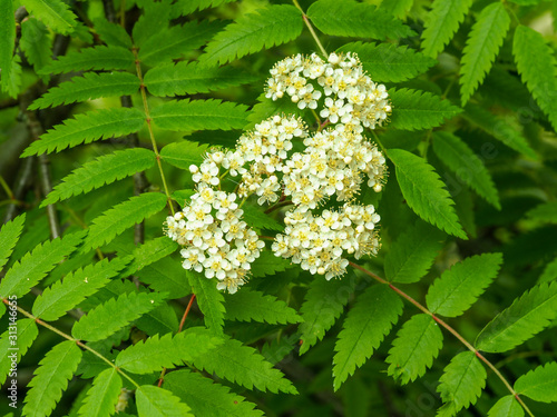 Cream coloured flowers and green leaves on a rowan tree, Sorbus