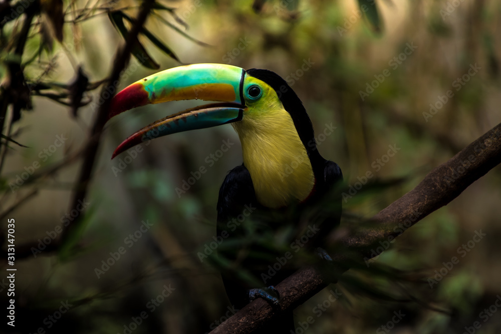 Obraz premium Close up of a keel-billed toucan (Ramphastos sulfuratus)