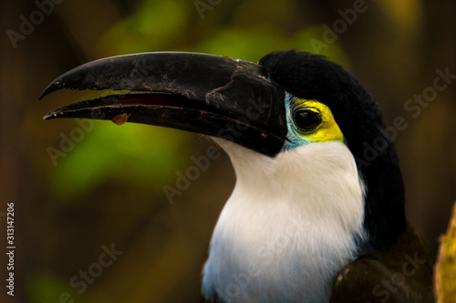 Close up of a cute Blue chest toucan