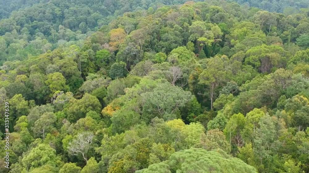 Aerial view of the jungle on Borneo, Malaysia Aerial view of the jungle on Borneo, Malaysia