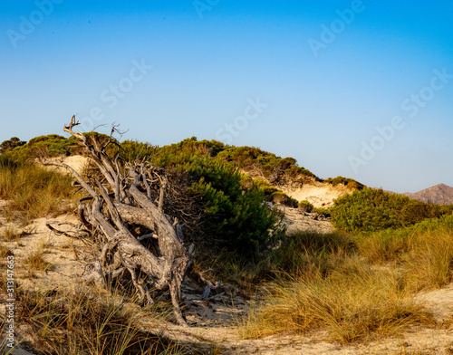 dead tree in dunes